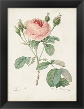 Framed Vintage Redoute Roses VI Print