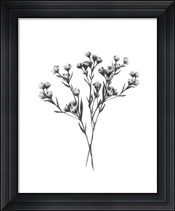 Framed Wild Thistle Bundle II Print