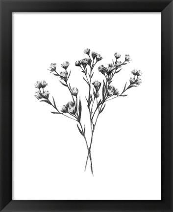 Framed Wild Thistle Bundle II Print