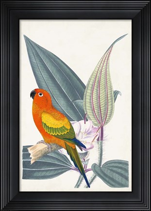 Framed Tropical Bird &amp; Flower IV Print