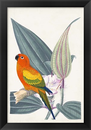 Framed Tropical Bird &amp; Flower IV Print
