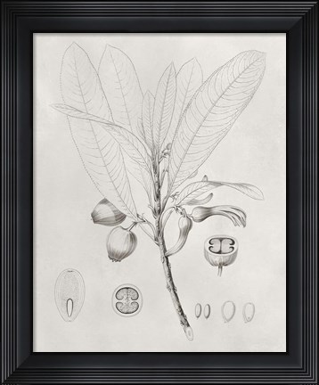 Framed Vintage Leaves I Print