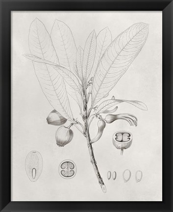 Framed Vintage Leaves I Print
