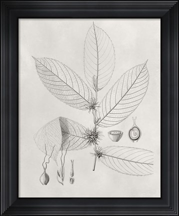 Framed Vintage Leaves II Print