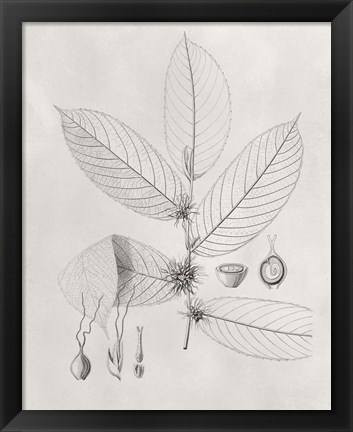 Framed Vintage Leaves II Print