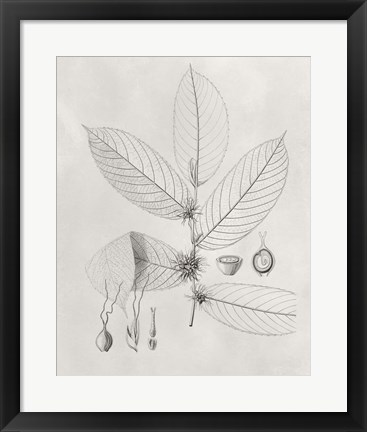 Framed Vintage Leaves II Print