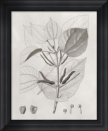 Framed Vintage Leaves III Print