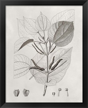 Framed Vintage Leaves III Print