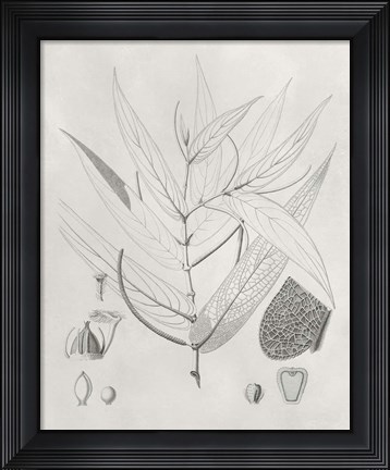 Framed Vintage Leaves IV Print
