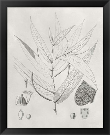 Framed Vintage Leaves IV Print