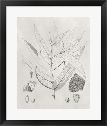 Framed Vintage Leaves IV Print