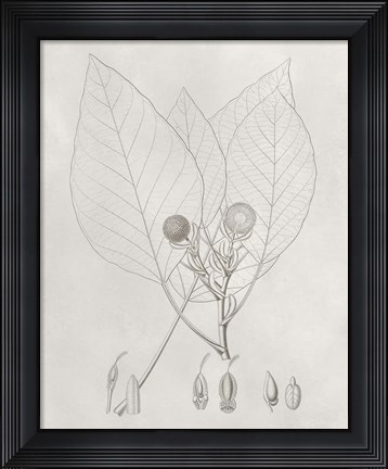 Framed Vintage Leaves V Print
