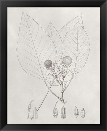 Framed Vintage Leaves V Print