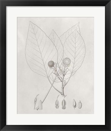 Framed Vintage Leaves V Print