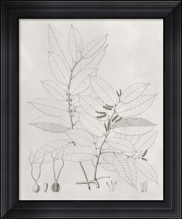 Framed Vintage Leaves VI Print
