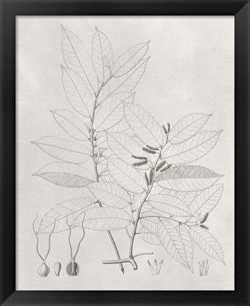 Framed Vintage Leaves VI Print