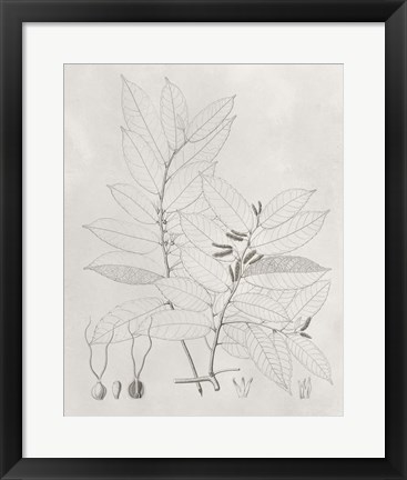 Framed Vintage Leaves VI Print