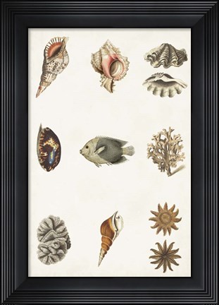 Framed Antique Coastal Chart II Print