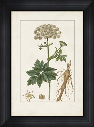 Framed Antique Turpin Botanical I Print
