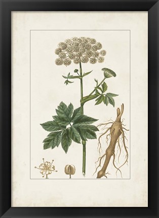 Framed Antique Turpin Botanical I Print