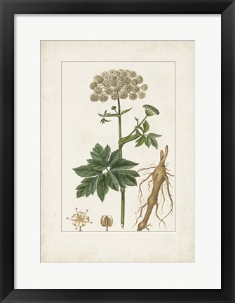 Framed Antique Turpin Botanical I Print