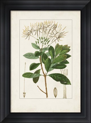 Framed Antique Turpin Botanical II Print