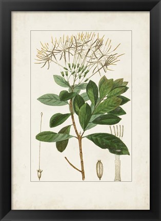 Framed Antique Turpin Botanical II Print
