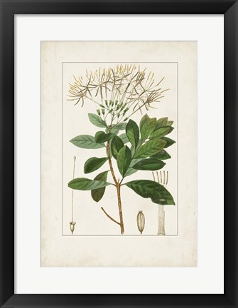 Framed Antique Turpin Botanical II Print