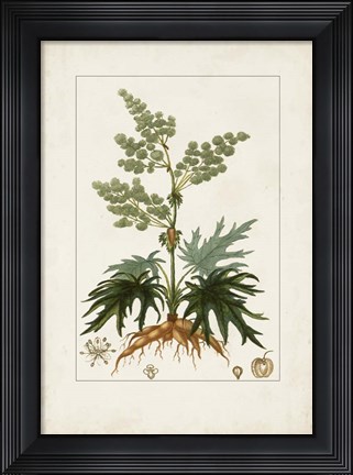 Framed Antique Turpin Botanical III Print