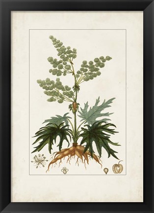 Framed Antique Turpin Botanical III Print