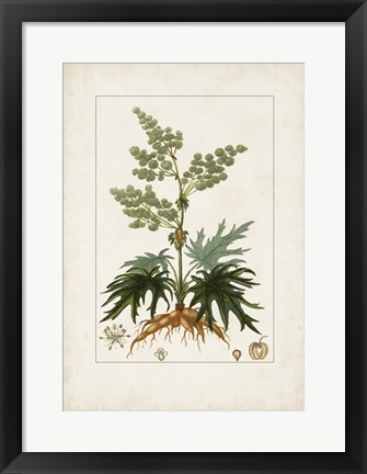 Framed Antique Turpin Botanical III Print
