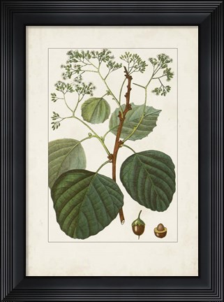 Framed Antique Turpin Botanical IV Print