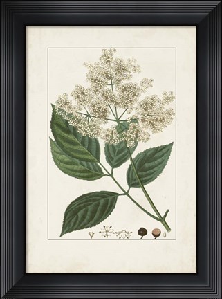 Framed Antique Turpin Botanical V Print