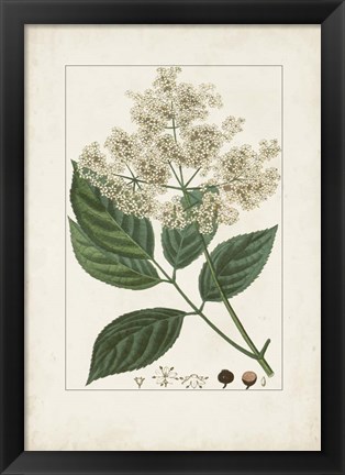 Framed Antique Turpin Botanical V Print