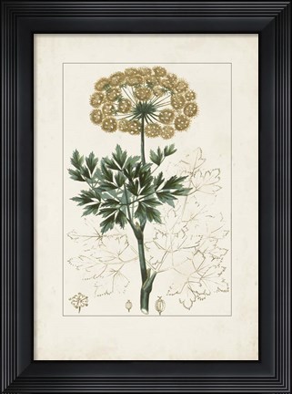 Framed Antique Turpin Botanical VI Print