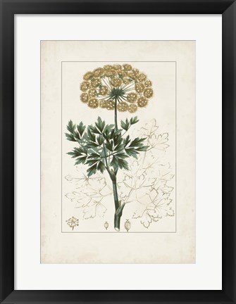Framed Antique Turpin Botanical VI Print