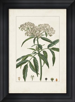 Framed Antique Turpin Botanical VII Print