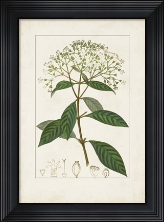 Framed Antique Turpin Botanical VIII Print
