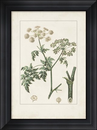 Framed Antique Turpin Botanical IX Print