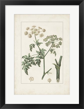 Framed Antique Turpin Botanical IX Print