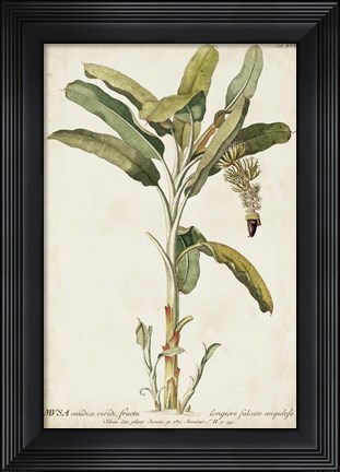 Framed Banana Palm I Print