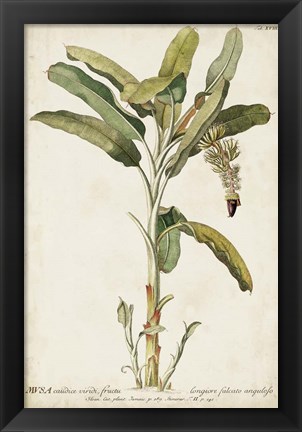 Framed Banana Palm I Print