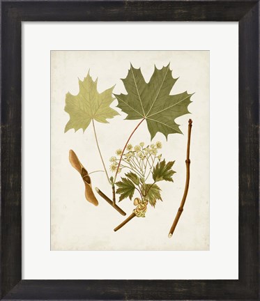 Framed Antique Leaves VI Print