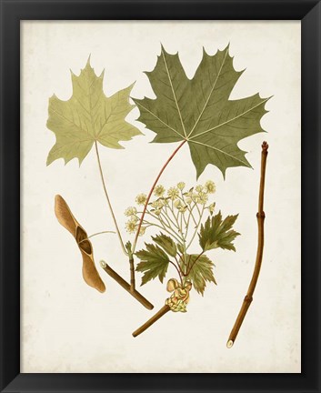 Framed Antique Leaves VI Print
