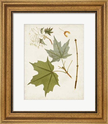 Framed Antique Leaves VII Print