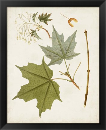 Framed Antique Leaves VII Print