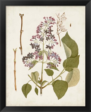 Framed Vintage Flowering Trees II Print