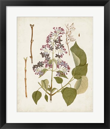 Framed Vintage Flowering Trees II Print