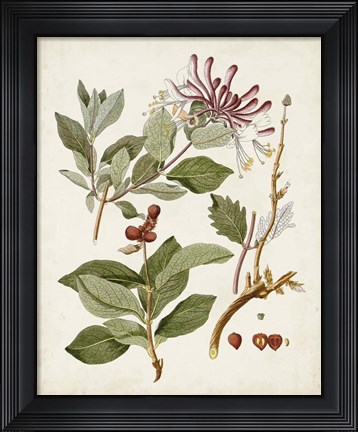 Framed Vintage Flowering Trees III Print