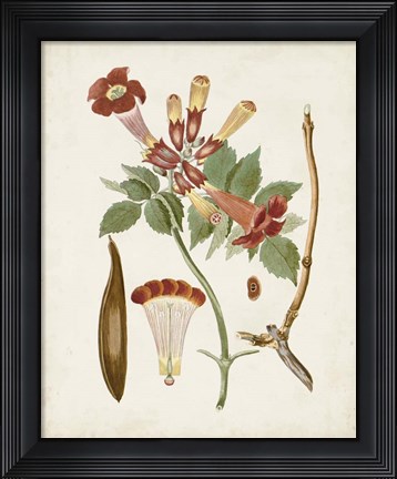 Framed Vintage Flowering Trees V Print